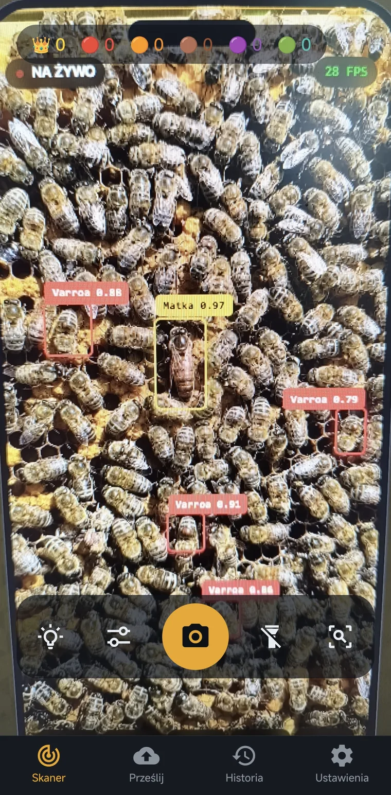 QueenRadar app detection preview: queen bee (0.97) and Varroa mites marked with live boxes on the comb